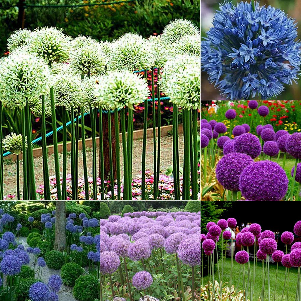 Giant Onion 100+ Seeds Allium Giganteum Flower Plant Home